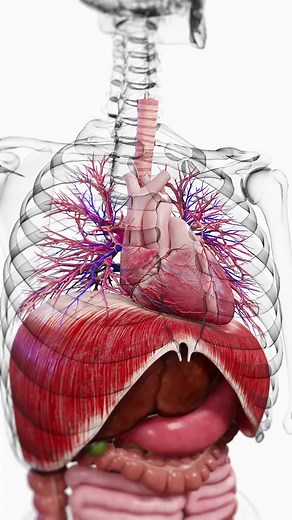 The Heart and Diaphragm – A Powerful Pair in Motion 💨 With every breath you take, your diaphragm and heart move together in a synchronized rhythm that supports both respiration and circulation. 🔹 The diaphragm is a dome-shaped muscle that separates the chest cavity from the abdominal organs. 🔹 As you inhale, the diaphragm flattens and moves downward—creating space for the lungs and allowing the heart to shift and expand. 🔹 The heart, enclosed in the pericardium, is partly tethered to the dia
