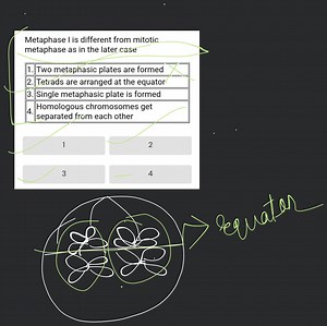 Metaphase I is different from mitoticmetaphase as in the later... | Filo