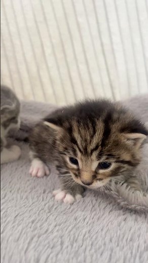 Cute Kittens Talking to Each Other! Kitten MEOWS that are So CUTE