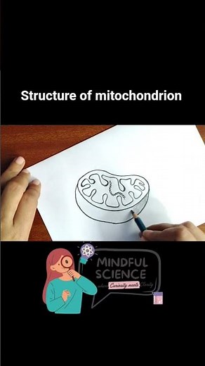Draw & label mitochondrion structure easily! Step-by-step biology diagram for exams & homework help.