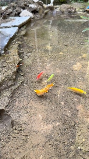 It looks like the golden molly is about to give birth soon.