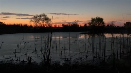 Opening Day morning, duck season Ohio 2025!! Watching the sunrise and all creation wake up, priceless! Think Ivy is ready #duckhunting #duckdogs #birddogs #uplandhunting #dogcollars #wingedretriever #hunting #waterfowl #labradorretriever | Winged Retriever | Facebook