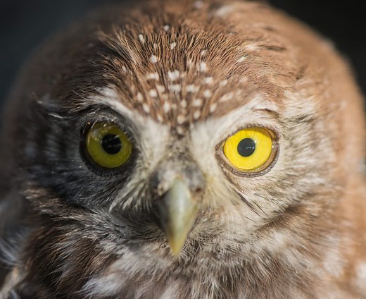 21 Species of Owls Found in Africa! (2026)