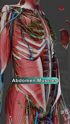 Abdomen Muscles Anatomy #muscles #anatomy #abdomen