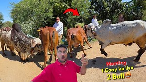 2.3M views · 41K reactions | 1 Gaay or 2 Bull Cow MeetingBheem Vs Arjun Bull凉 #cowmeeting #gircow #bullfight #bull #farmerchoice | Farmer choice | Facebook