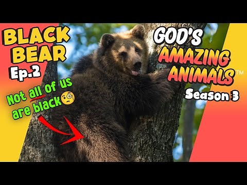 Fun Facts for Kids about Black Bears | God's Amazing Animals (S3 Ep2)