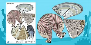 Under the Sea Simple 3D Paper Craft Seashells