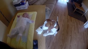1.5K reactions · 150 shares | It’s Charlie the beagle to the rescue when mom needs help changing baby’s diaper. This sweet baby will always have her dog looking after her and no doubt be one of her best friends! | Charlie the beagle and Laura Olivia | Facebook