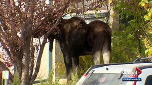 Watch: A moose temporarily prevented a Calgary couple from voting in the municipal election. http://bit.ly/2xJGfl3 | Global Calgary