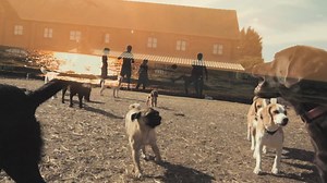 1.9K views · 54 reactions | EPISODE #001 - A Day in the Life at K9 Anytime Doggy Daycare & Luxury Dog Hotel ✨ *WATCH IN HD!* What should we call our weekly episodes? What would you like to see featured in our weekly episodes? Comment below! 樂⬇️ See you next Thursday at 9pm!  | K9 Anytime | Facebook