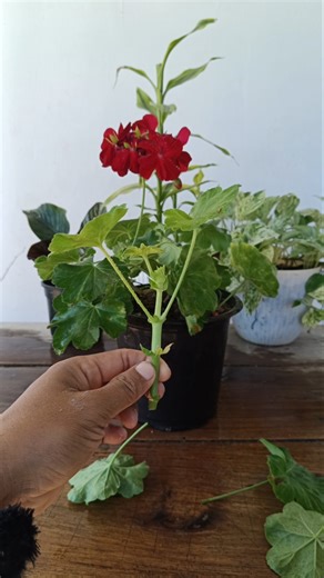 Geranium cuttings Propagation 🌱 #plants #plantpropagation #trendingshorts