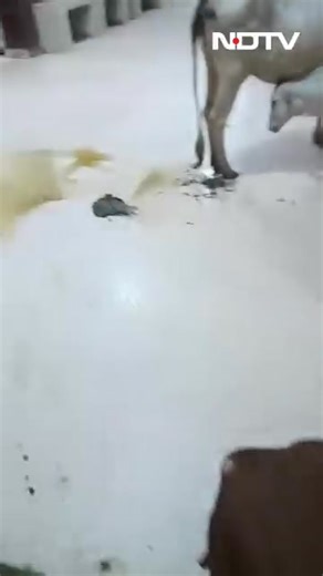 Cows inside the hospital in BJP ruled madhya pradesh is no big news ?? The question is where are the patients and why is the hospital empty ??? | Piyush Manush