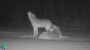 Some trail camera gold from this winter...one of the most iconic sounds of the Northwoods! VOLUME UP! These wolves are the Peatland Pack, the largest pack in our area this winter at 9-10 individuals, and they are loud when they all start howling right by the camera. We have captured many individual wolves howling in front of cameras before but this is the first “chorus howl”— where the entire pack has erupted in howling together—we have captured like this. Obviously, pretty lucky to have a few p