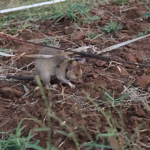 113K views · 1.2K reactions | In Africa, giant rats are being used to sniff out explosives and clear whole areas of land mines. These 'Hero Rats' have never been injured in the field and have helped clear 100,000 mines over 25 million square miles for 1 million people. | The Telegraph | Facebook