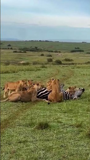 Survival in the Savanna: The Lion's Feast #lion #wildlife