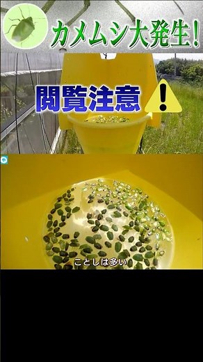 【カメムシ】大量発生❗️どこでも侵入…臭いも…対策は？ #news