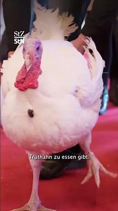 Feierliche Stimmung in den USA: Christbaum und Truthähne im Weißen Haus