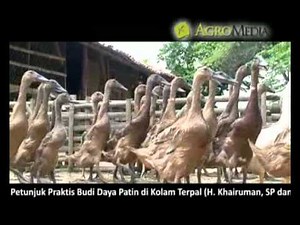 BUKU PINTAR BETERNAK DAN BISNIS ITIK