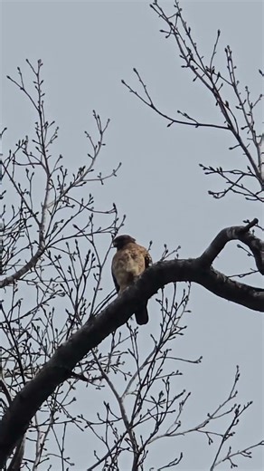 Red Shouldered Hawk Call