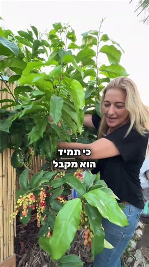 ביגניי- עץ הסוכריות