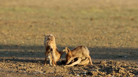 The Wild Jackal: Intimate Footage of Nature's Crafty Scavenger