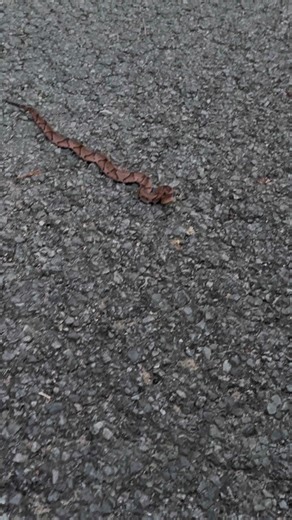 9.2K views · 137 reactions | We stopped to move this Copperhead off the road. No people or snakes were harmed during this process. We used a big stick! #herping #copperhead | Adventuring Light | Facebook