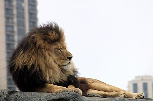 This free zoo is a must-see for families visiting Chicago