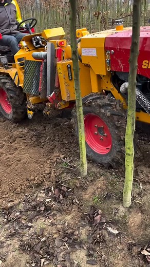 Uprooting tree for replanting! | Rowem Tigtig