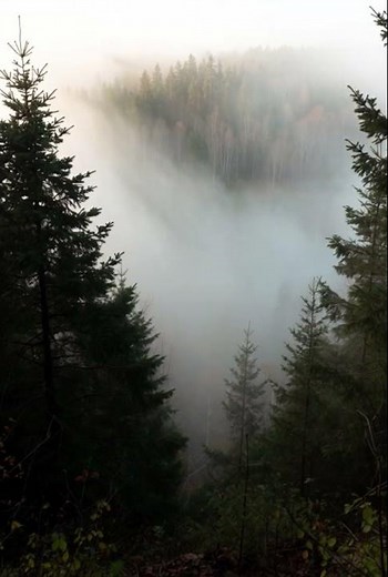 Fog Passing Through Forest | Nature’s Most Peaceful Moment
