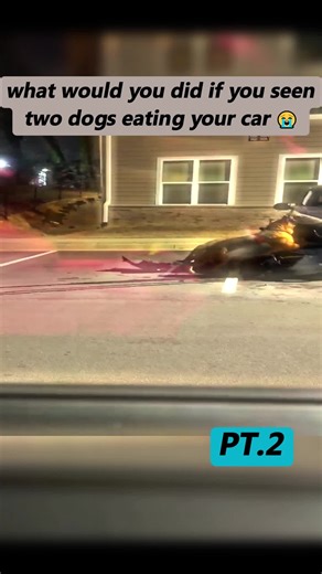 what would you did if you seen two dogs eating your car 😭 #viralvideo #atlanta #fyp