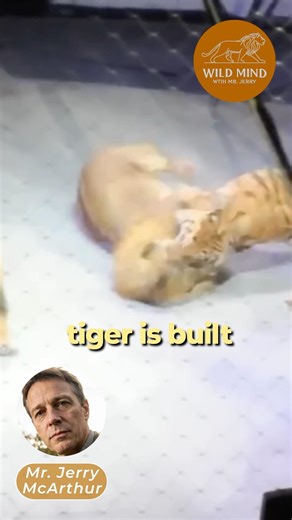 lion vs tiger real fight attacks #lionfight #lionfightswithtiger #lionvstigerfight #lion #tiger