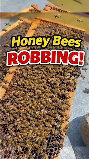 Honey Bees Robbing!