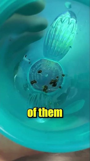 How do I Feed my Pea Puffers?