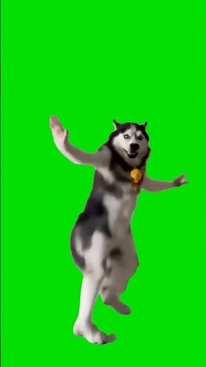 234 Husky Dancing 💃🐺 (Green Screen Meme) | Vibe Drop Universe