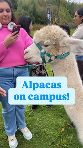 6.5K views · 32 reactions | 蓮 CUTE ALPACA ALERT!! 蓮 What better way...