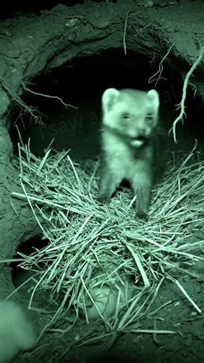 Weasel vs. Giant Snake: Battle for the Nest! 🐍🔥 #Wildlife #Snake #Weasel #naturelovers