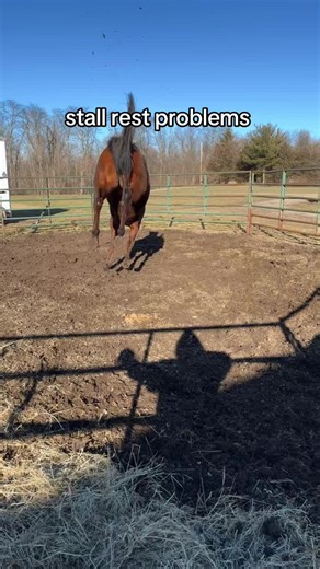 That 4 months of “stall rest” tested everything we had 😭😭 #barrelracer #foryoupage #newyears #aqha #rodeo