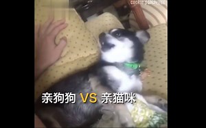 亲狗狗和亲猫咪的差别：没有对比就没有伤害！