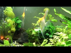 エンゼルフィッシュの産卵シーン