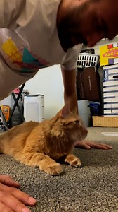 Kermit makes a great workout partner 😹 #catdad #cats #gatos #catlife | Javie and Mr. Kermit