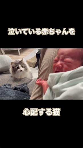 泣いている赤ちゃんを心配する猫 #ノルウェージャンフォレストキャット #ねこのいる生活 #新生児