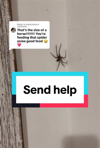 Understanding Horse-Sized Spiders in Your Home