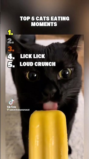 🍽️ Top 5 Cats Enjoying Their Meals 😺 | Cutest Eating Moments Ever! 🐾