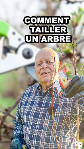 Comment tailler un arbre ? #arbres #Jardinage #Jardin #conseils #astuces #nature #plantes #Taille #nature | Buissonnets
