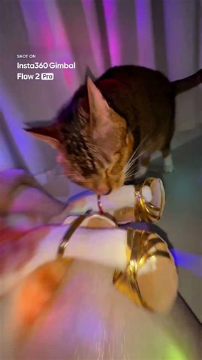 Abstract Cat Shots | Insta360 Flow 2 Pro 🐈✨