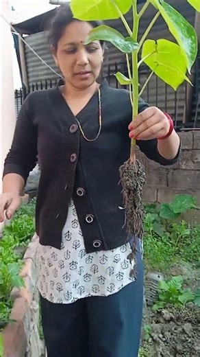 planting treetomatoes plant 🍅🍅