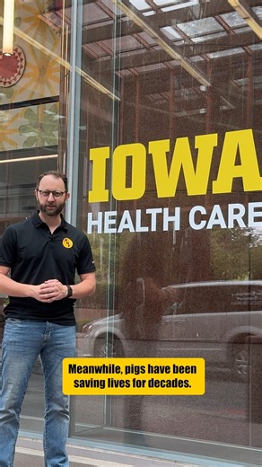 The pigs raised on Iowa’s farms have been saving lives for decades. 🐖 2025 is the 40th anniversary of ANF, and we’re marking the occasion by sharing 40 𝙪𝙣𝙞𝙦𝙪𝙚 reasons America Needs Farmers leading up to the 2025 ANF Game Day at Kinnick Stadium! Follow along on social media and at IowaFarmBureau.com/ANF/40 | Iowa Farm Bureau