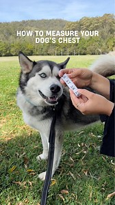 The most common question we get: What size harness should I get for my dog? 🤔 This video will show you how to measure your dog so you can get the correct size! Once you’ve got their measurement, click the link in our bio to access the harness calculator to confirm their size 📏 Got questions? Comment them below! | Dog Friendly Co.