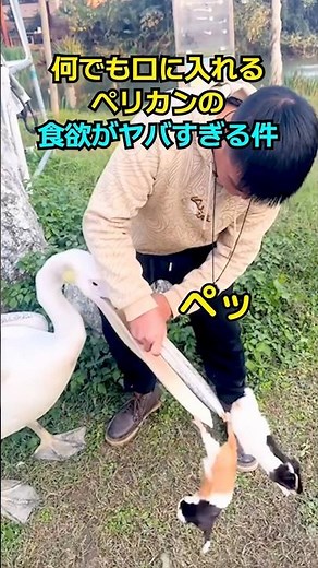 何でも口に入れるペリカンの末路 #ペリカン #shorts