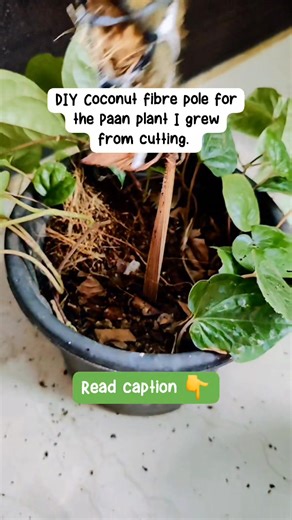 How to make coir stick for vining plants ☘️ To create a DIY coconut...